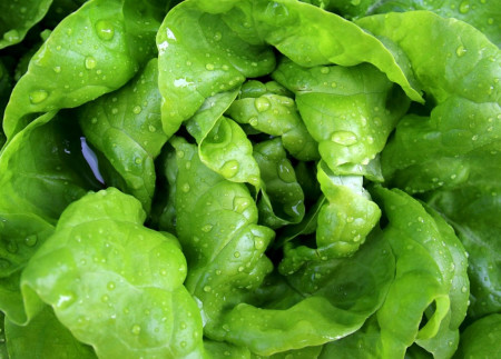 Lechuga